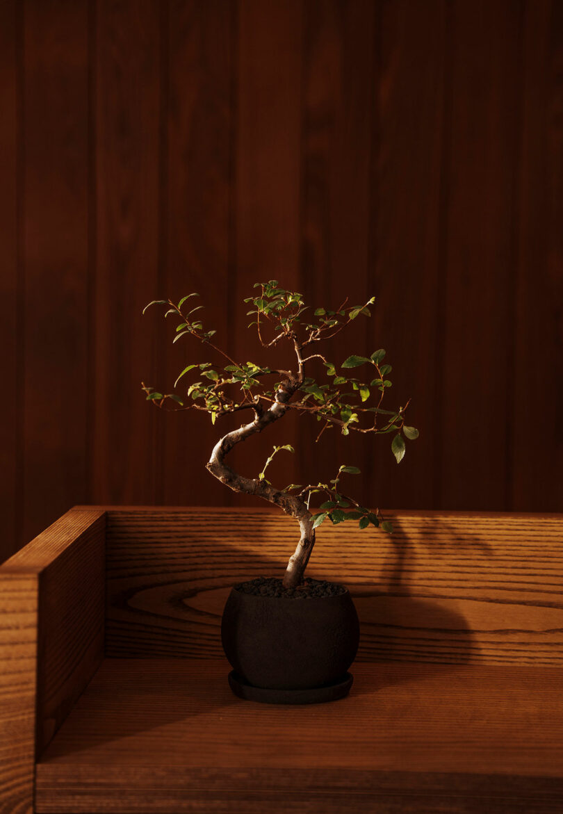 A small bonsai tree in a round black pot sits on a wooden surface against a wooden paneled background.