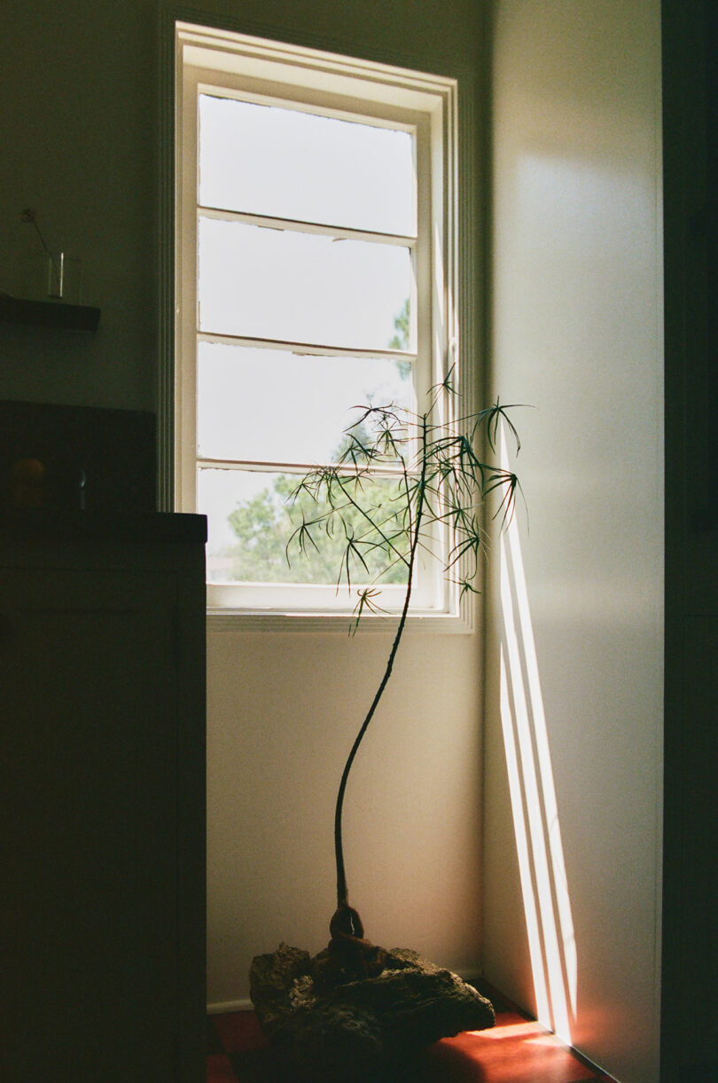 A slender potted plant stands by a window, sunlight streaming in and casting shadows on the light-colored wall and floor.